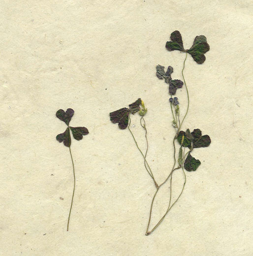 acetosella - oxalis corniculata